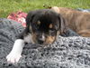 Gg Litter Quinn - ADOPTED 12.01.12