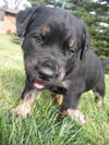 Gg Litter Twilight - ADOPTED 11.30.12