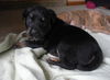 Gg Litter Twilight - ADOPTED 11.30.12