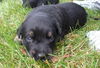 Gg Litter Twilight - ADOPTED 11.30.12