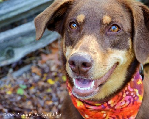 Kennedy - ADOPTED 01.29.13
