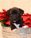 Brownie - Cg Litter - ADOPTED