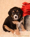 Cg Litter Tipster - ADOPTED 12.08.12