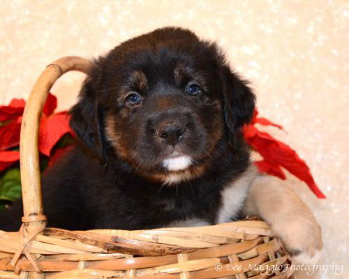 Cg Litter Biggie - ADOPTED 12.07.12