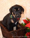 Cg Litter-Baby Girl - ADOPTED 12.15.12