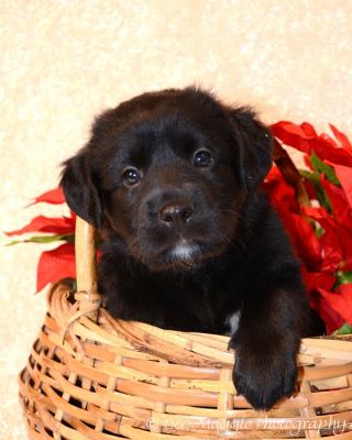 Cg Litter Fuzzy - ADOPTED 01.18.13