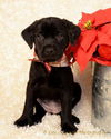 Ig Litter Etta - ADOPTED 12.08.12