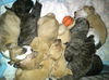 Hg Litter Jolly - ADOPTED 12.19.12