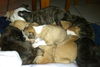 Hg Litter Jolly - ADOPTED 12.19.12