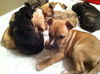 Hg Litter Jolly - ADOPTED 12.19.12