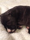 Hg Litter Noelle - ADOPTED 12.21.12