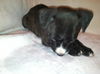 Hg Litter Noelle - ADOPTED 12.21.12