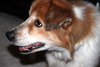 Annie Oakley-ADOPTED 12.09.12