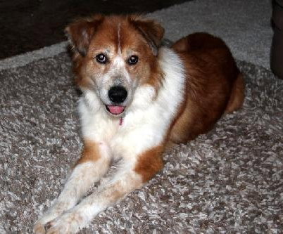 Annie Oakley-ADOPTED 12.09.12
