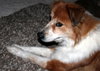 Annie Oakley-ADOPTED 12.09.12