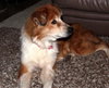 Annie Oakley-ADOPTED 12.09.12