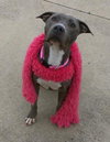 Misty-ADOPTED 12.26.12