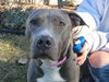 Misty-ADOPTED 12.26.12