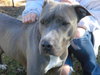 Misty-ADOPTED 12.26.12