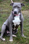 Misty-ADOPTED 12.26.12
