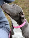 Misty-ADOPTED 12.26.12