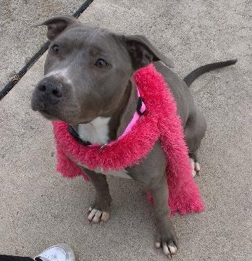 Misty-ADOPTED 12.26.12
