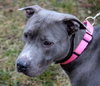 Misty-ADOPTED 12.26.12