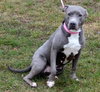 Misty-ADOPTED 12.26.12