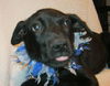 Jg Litter Riley - ADOPTED 12.21.12