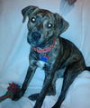 Gretel-ADOPTED 01.18.13