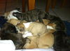 Hg Litter Starr - ADOPTED 12.19.12