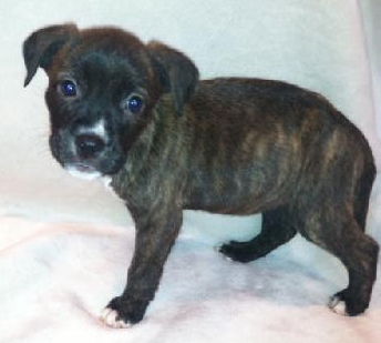 Hg Litter Starr - ADOPTED 12.19.12