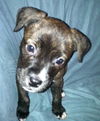 Hg Litter Starr - ADOPTED 12.19.12