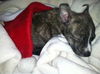 Hg Litter Coal - ADOPTED 12.21.12