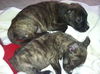 Hg Litter Coal - ADOPTED 12.21.12