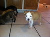 Hg Litter Angel - ADOPTED 12.14.12