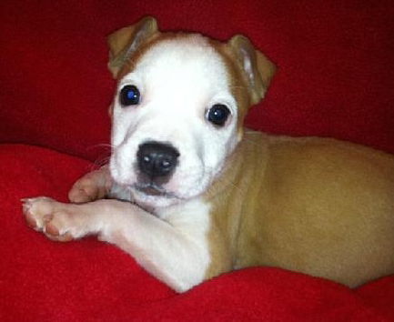 Hg Litter Angel - ADOPTED 12.14.12