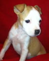 Hg Litter Angel - ADOPTED 12.14.12