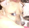 Hg Litter Bell - ADOPTED 12.20.12