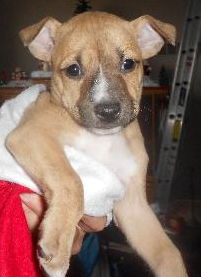 Hg Litter Bell - ADOPTED 12.20.12