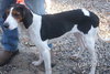 Sienna - ADOPTED 02.08.14