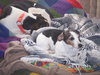 Sienna - ADOPTED 02.08.14