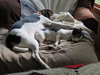 Sienna - ADOPTED 02.08.14