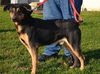 Herrick-ADOPTED 12.13.12