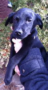 Jg Litter Lainey - ADOPTED 12.11.12