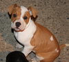 Kg Litter Molly - ADOPTED 12.20.12