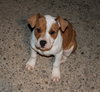 Kg Litter Molly - ADOPTED 12.20.12