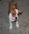 Kg Litter Molly - ADOPTED 12.20.12