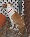 Kg Litter Molly - ADOPTED 12.20.12