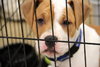 Kg Litter Molly - ADOPTED 12.20.12